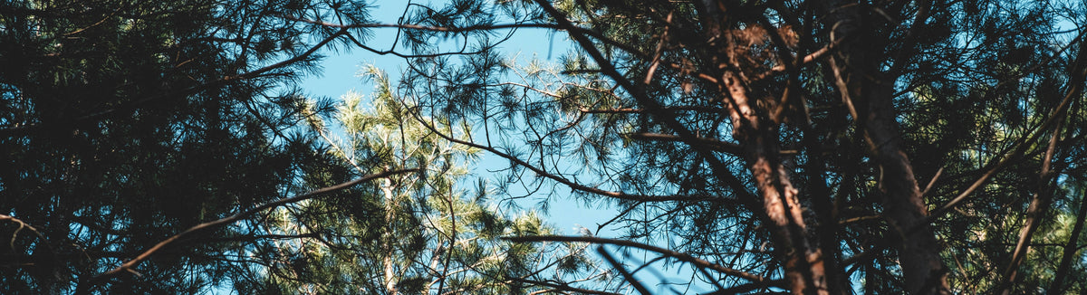 Waldhimmel mit Baumkronen und strahlend blauem Himmel