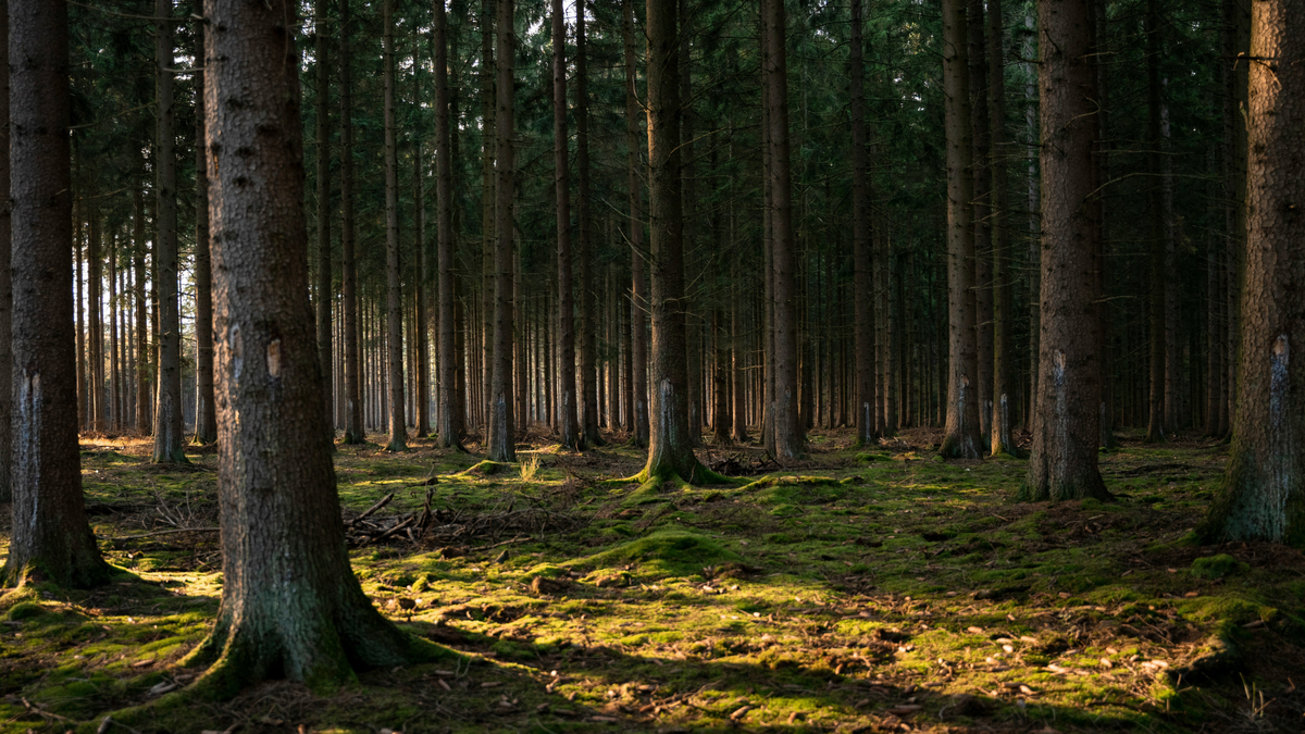 Lichtdurchfluteter Wald mit moosüberwachsenem Waldboden und sattem Grün