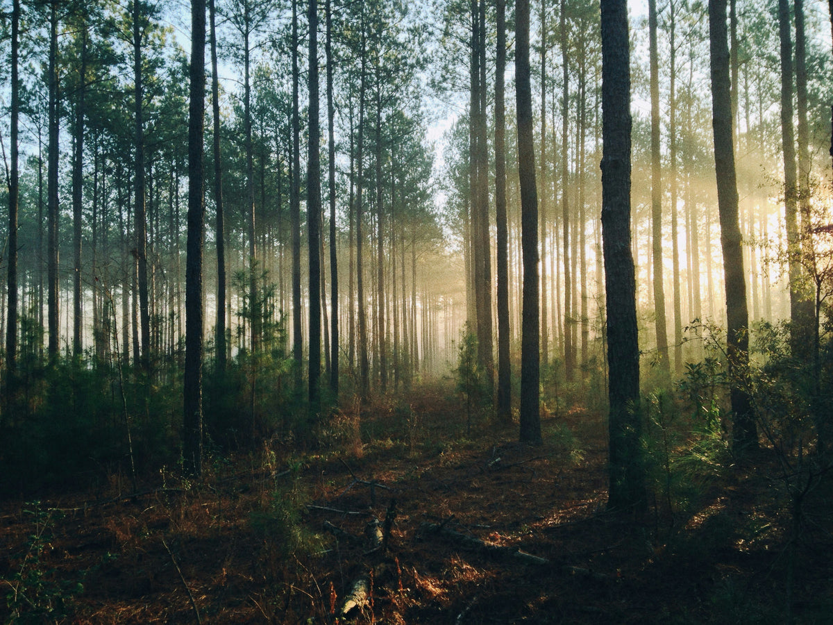 Lichtdurchfluteter Wald mit sanftem Nebel zwischen den Bäumen