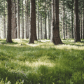 Lichtdurchfluteter Wald mit grünen Gräsern und moosigem Waldboden