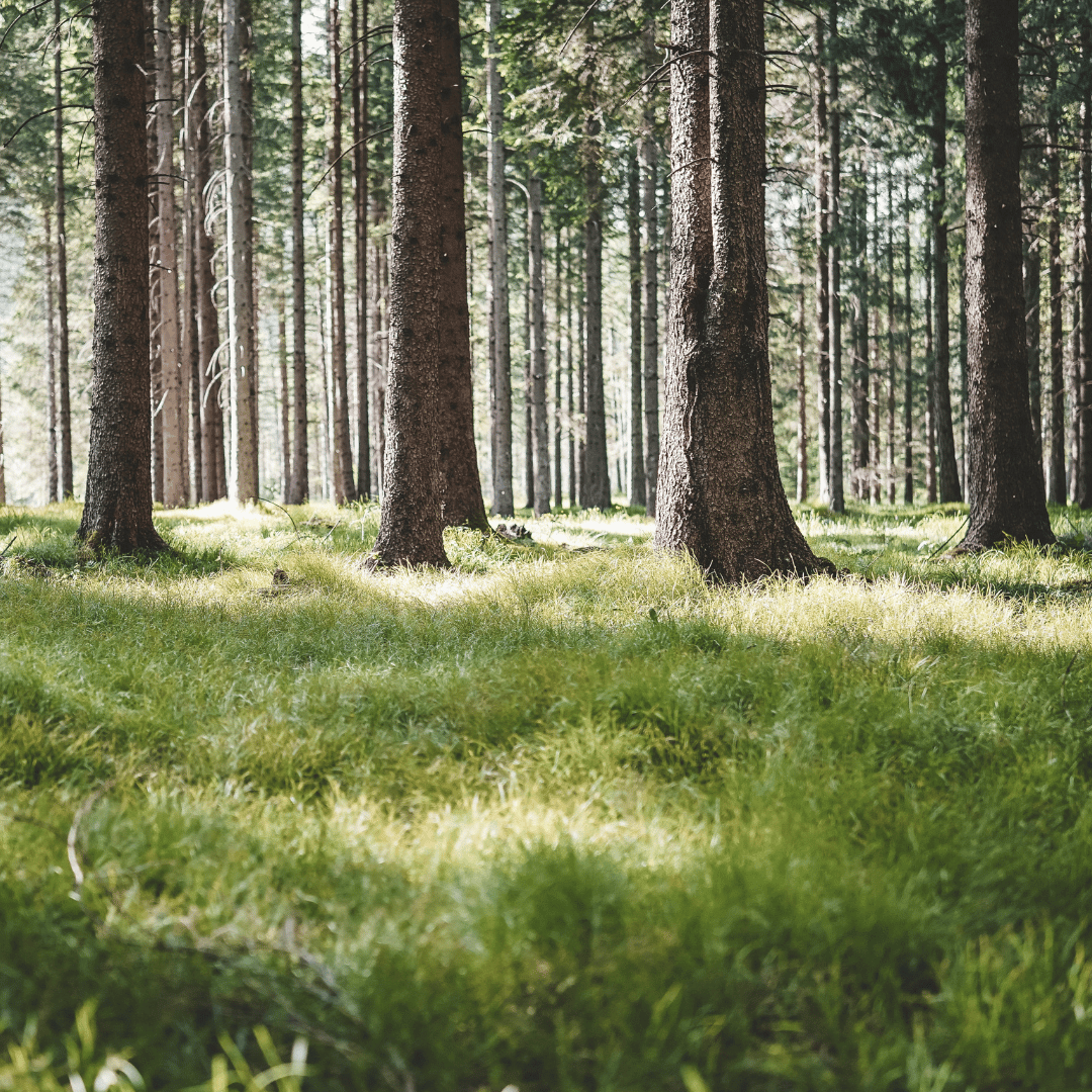Lichtdurchfluteter Wald mit grünen Gräsern und moosigem Waldboden