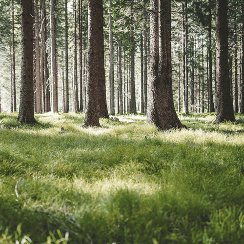 Lichtdurchfluteter Wald mit grünen Gräsern und moosigem Waldboden